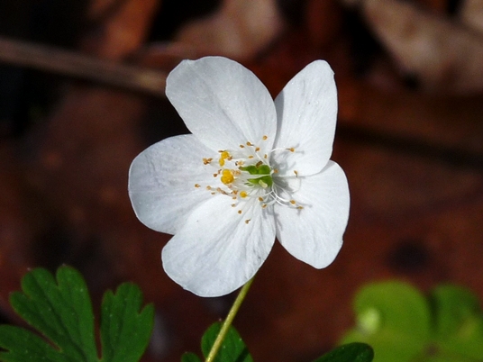 {Enemion biternatum}